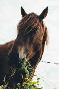  Traits of Horses