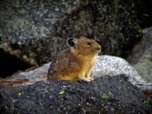 Discovering the Adorable World of Pika: A Comprehensive Guide