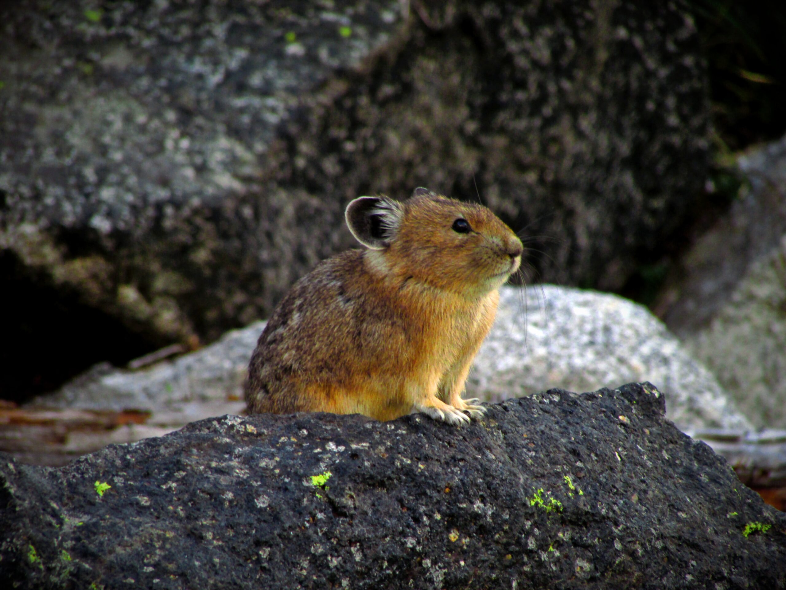 Discovering the Adorable World of Pika: A Comprehensive Guide - Mad Lab ...
