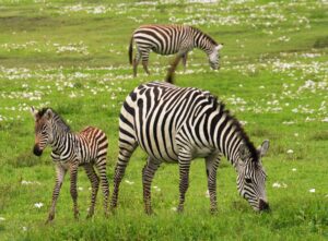 The Striped Marvels: Discovering the Wonders of Zebras