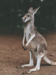 Jump into the Fun: Why Kangaroos are the Coolest Animals on Earth