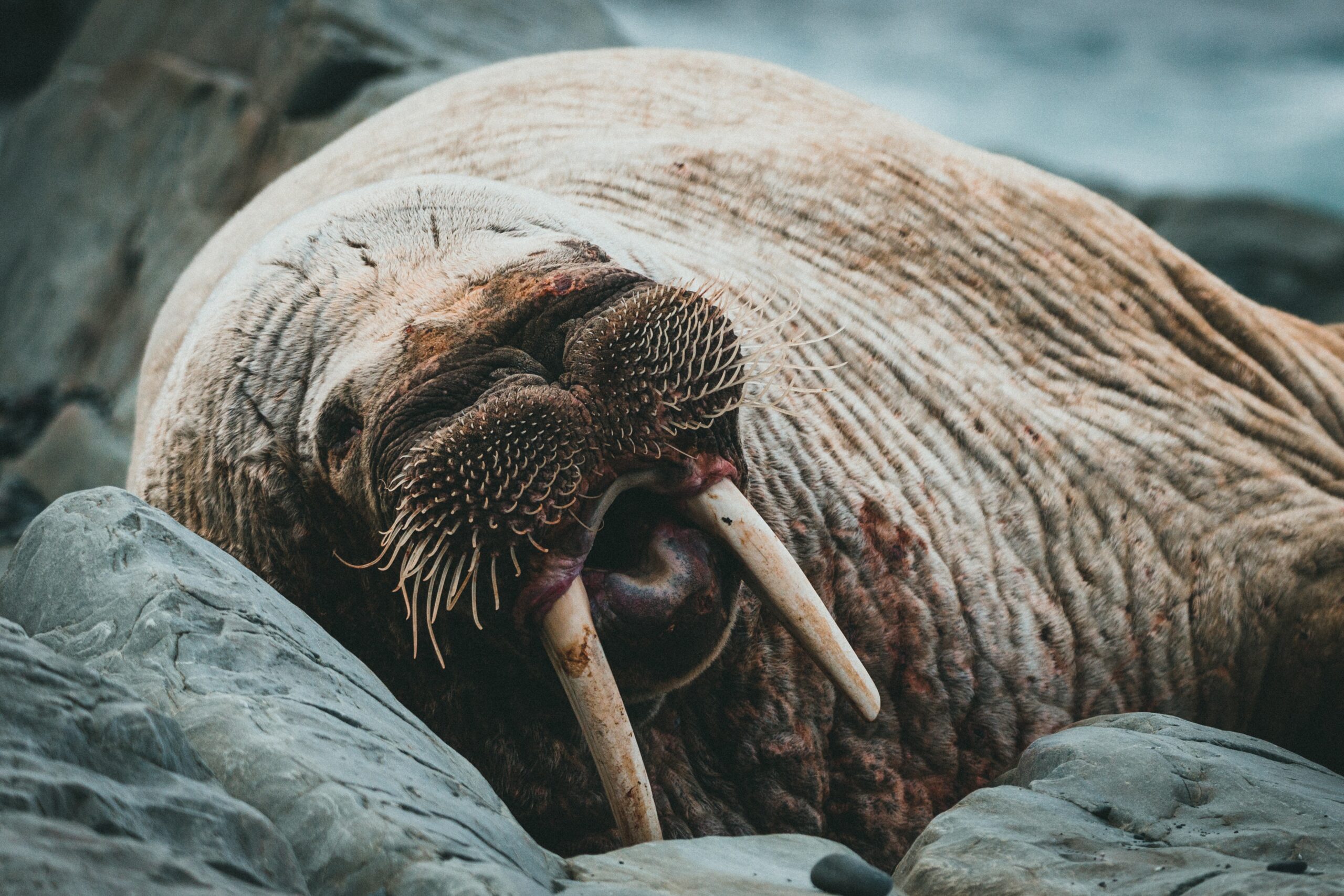 Discovering the Secret Life of Walruses A Comprehensive Guide Mad