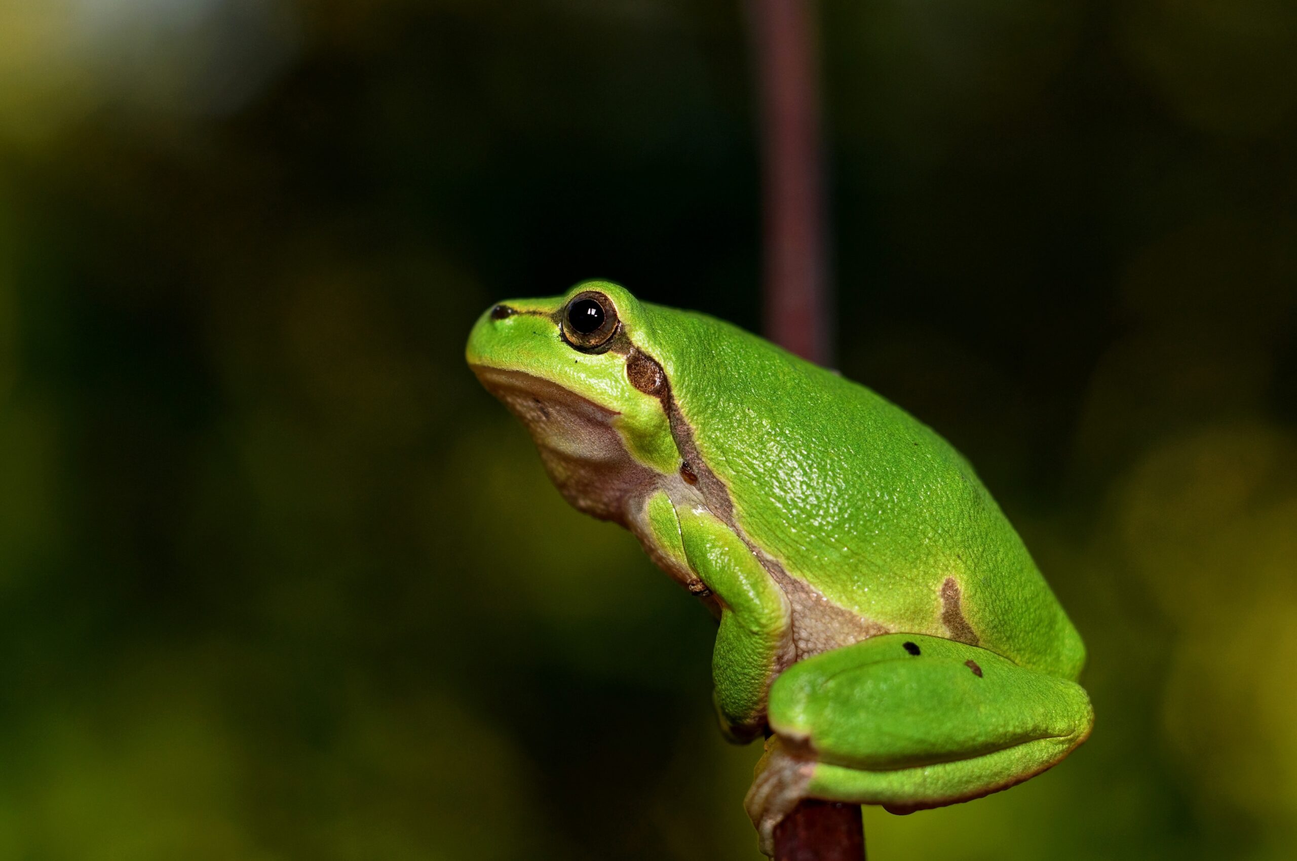 Amphibians Are More Unique Than You Think - Mad Lab Stories